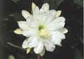 eh mondschein von paetzold 31