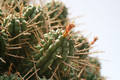 euphorbia submammillaris 7864
