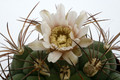 gymnocalycium tilcarense mg490 35 9934