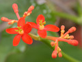 jatropha podagrica 02