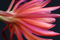eh coral dance 5804 1455