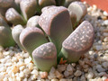 lithops naureeniae 05