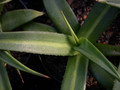 agave nizandensis 03