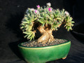 trichodiadema densum 01
