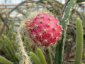 selenicereus grandiflorus 02
