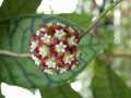 hoya meredithii borneo 3425 2