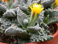 faucaria tuberculosa 05