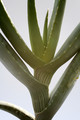 aloe comosa 8119