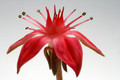 graptopetalum bellum 0269