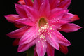 aporocactus fliedery paetz 0503