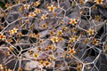 graptopetalum pentandrum superbum 2057