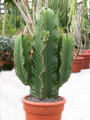 euphorbia ingens 07 