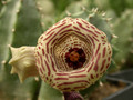 huernia thuretii d1449 02