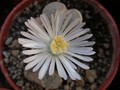 lithops salicola03