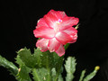 schlumbergera pasadena 07