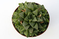haworthia pygmaea 7271