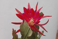eh erfurter gartenschau 23 08