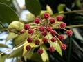 hoya sp 3759 01