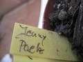 eh jenny paetz 893