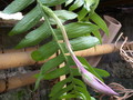 epiphyllum chrysocardium 03