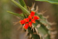 euphorbia vigueri 1078