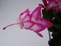 schlumbergera salsa dancer 1591
