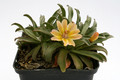 lewisia longipetala little peach 9217