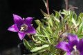 campanula bellidifolia 02