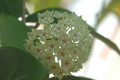 hoya parasitica india 12
