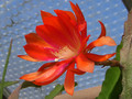 eh leona a 7410 0011