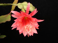 eh gloria paetz 1040 02