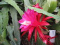 eh dolores paetz 1056 9982