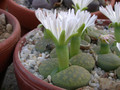 lithops lesliei albinica c26a 01
