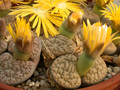 lithops hookeri susannae c91 03
