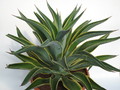 agave desmetiana variegata