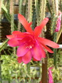 aporocactus glorianna 304