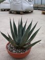 agave nigra 89 2