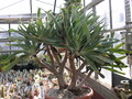 aloe plicatilis solitaer 000