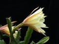 eh yellow gem 9910 02