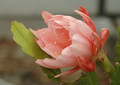 eh cherubim 5648 03