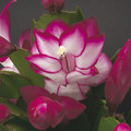 schlumbergera salsa dancer 056