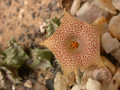 huernia hallii 01