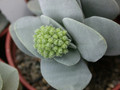 crassula morgans beauty 04