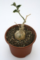 kedrostis leloja 7542