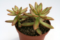 sedum nussbaumerianum 7567