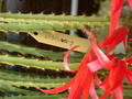 aporocactus discovery 77