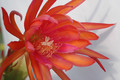 eh coral dance 5804 07