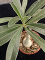 adenium swazicum 03