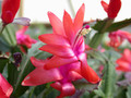schlumbergera thor alice 03