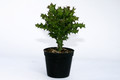 euphorbia wakefieldii 4657